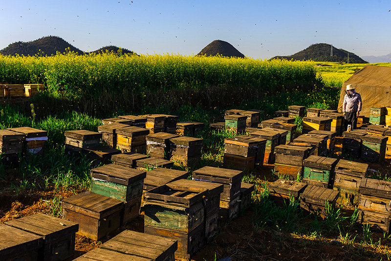 有甲亢能够吃蜂蜜吗?甲亢患者能吃蜂蜜吗？